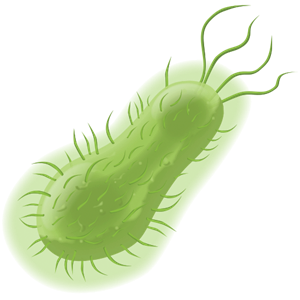 Bacteria PNG-43365